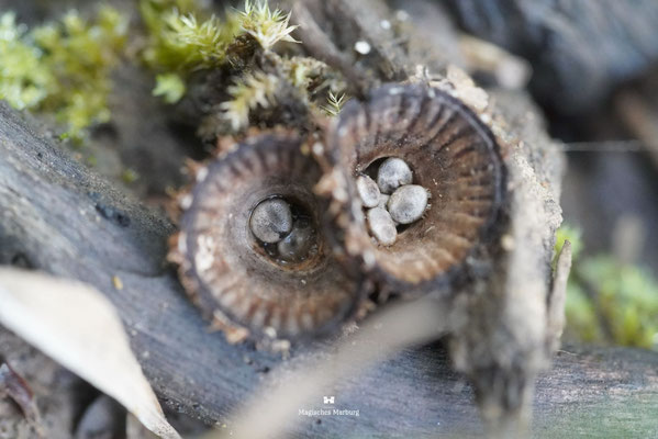 Gestreifter Teuerling (Cyathus striatus)