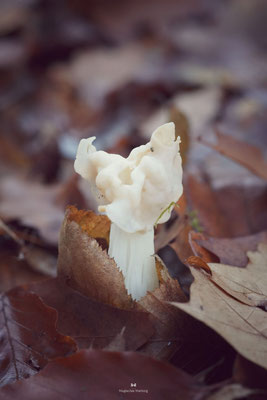 Herbst-Lorchel (Helvella crispa)