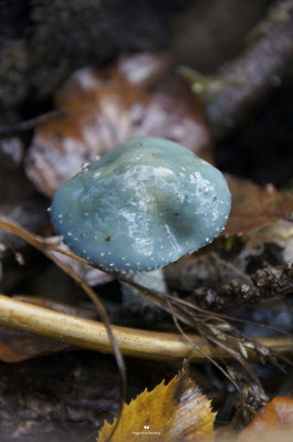 Grünspan-Träuschling (Stropharia aeruginosa)