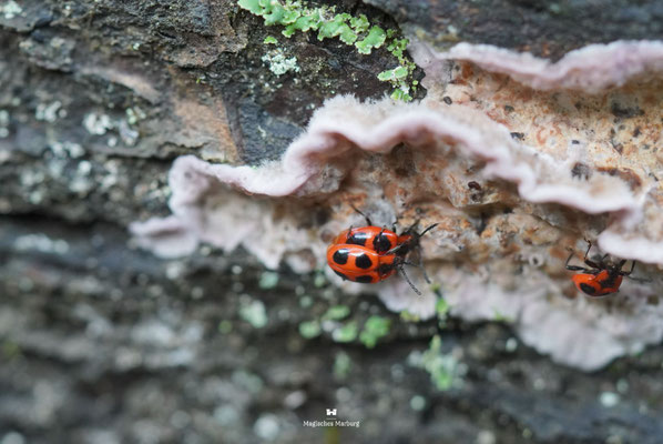 Scharlachroter Stäublingskäfer (Endomychus coccineus)