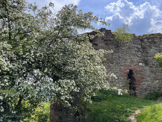 Burgruine Frauenberg auf den Lahnbergen bei Marburg
