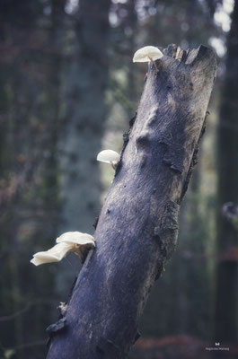 Buchen-Schleimrübling (Oudemansiella mucida)