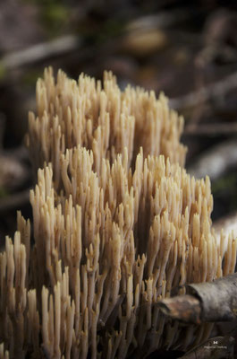 Steife Koralle (Ramaria stricta)
