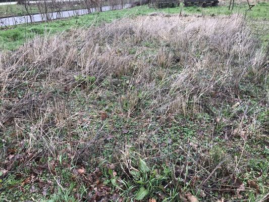De resten graag en bloemen staan nog op de akker