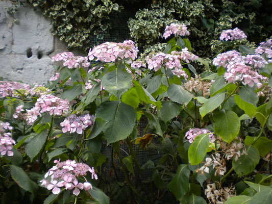 Hortensia