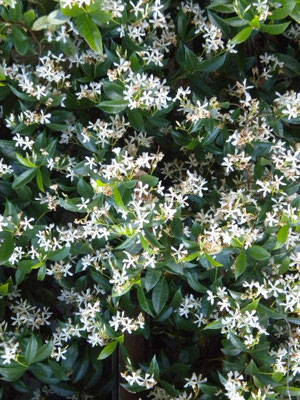 Trachelospermum