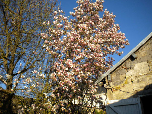 magnolia 