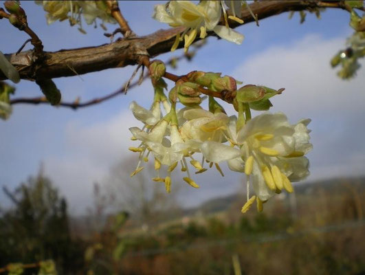 Chèvrefeuille fragrans (Lonicera fragrantissima)  