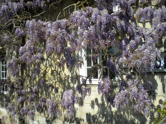 glycine