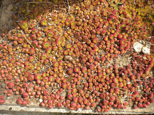 Sedum