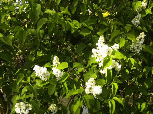 lilas mme Lemoine