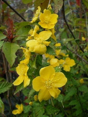 Waldsteinia