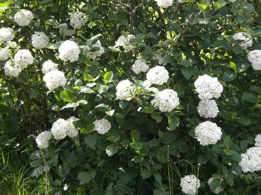 viburnum Carcephalum