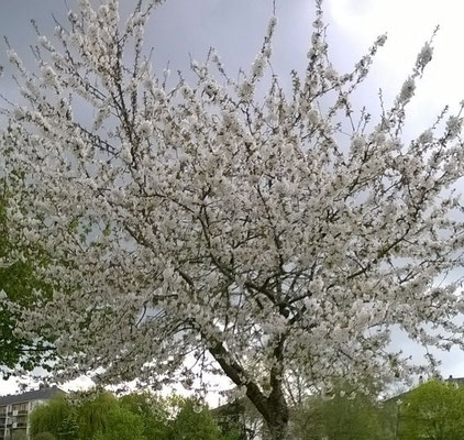 Cerisier fleur