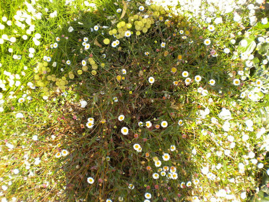 Erigeron