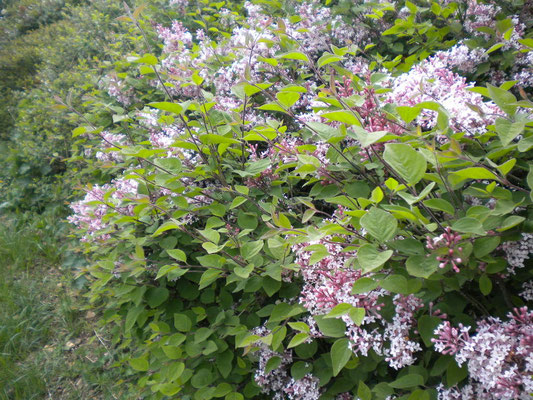 lilas Microphilla Superba