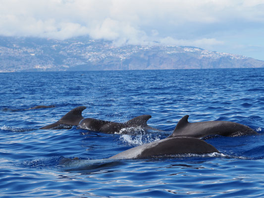 Küste vor Funchal - Grindwale