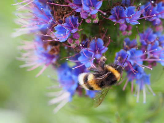 Erdhummel