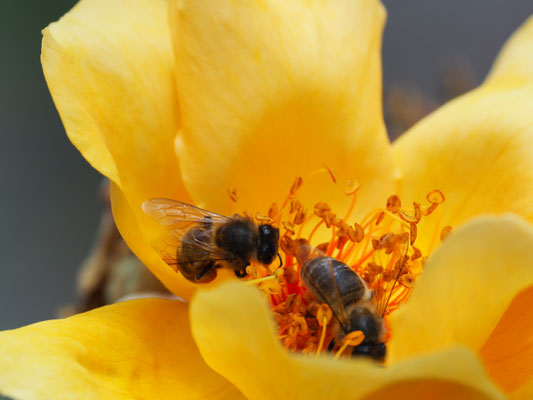 Bienen (meist Carnica)