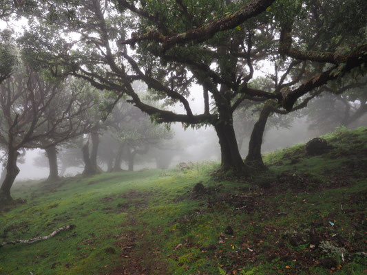 Fanal - Lorbeerwald Laurisilva