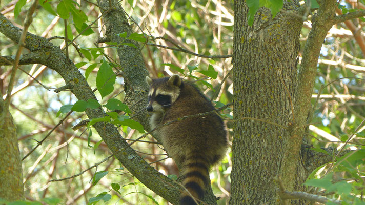 Racoon (Waschbär)