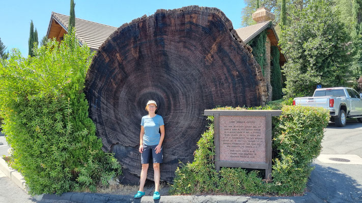 ein 2'000-Jahre alter Sequoia Baum