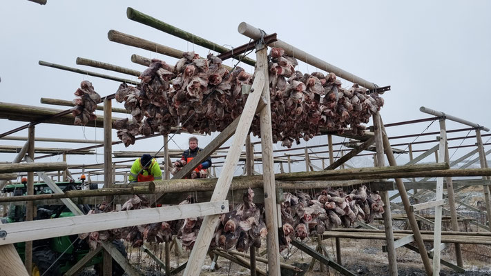 Kabeljau-Fischköpfe werden aufgehängt zum Trocknen