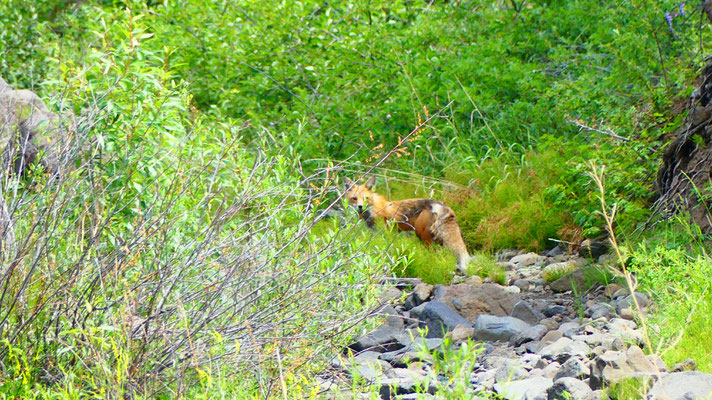 Fox im Wapiti Valley