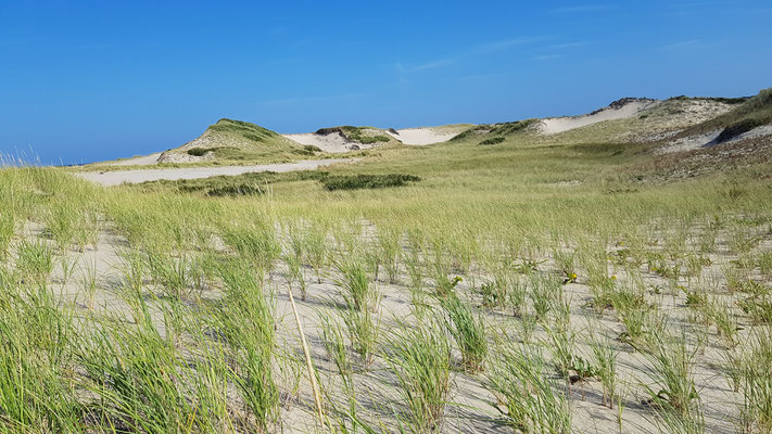 Dünenlandschaft auf Cape Cod