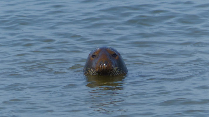 Seals, die Gejagten :(