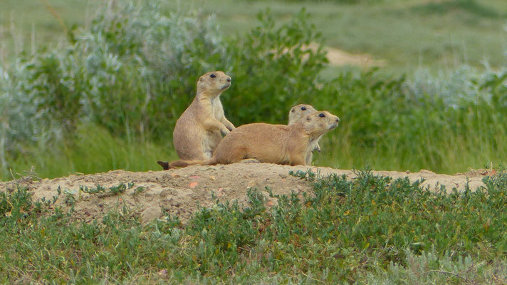 Prairie Dogs im Theodor Roosevelt N.P.