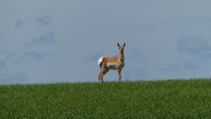 Antilope