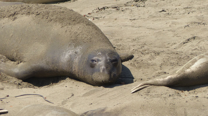 junger Elephant Seal