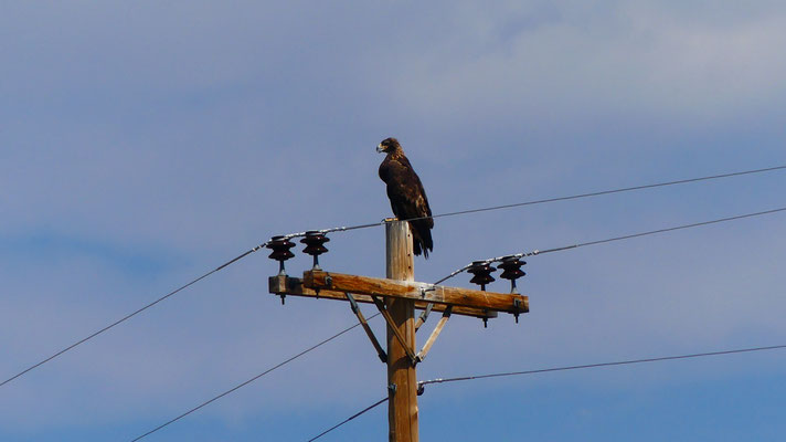 Golden Eagle