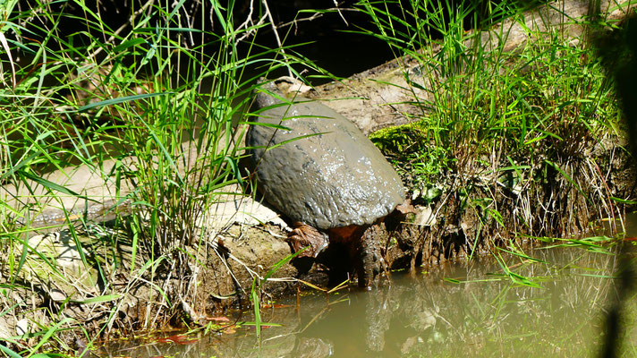 Big snapping turtle