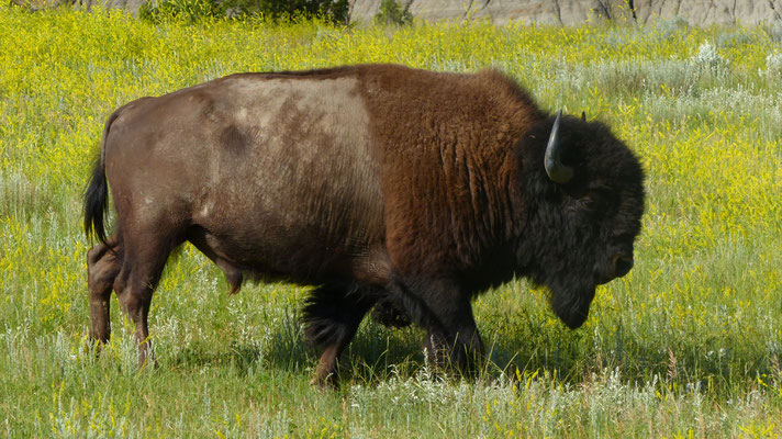 Bison im Theodor Roosevelt N.P.