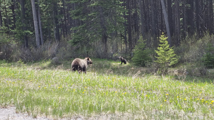 2. Grizzly-Mama mit Cub