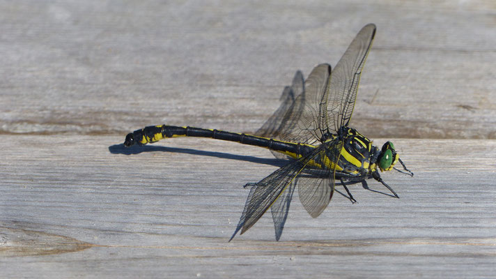 Dragonfly (Libelle)