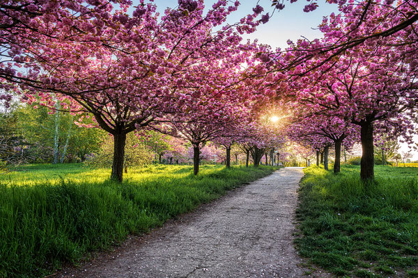 Sonnenaufgang an der Kirschblütenallee, Mauerweg, Teltow, Mai, Foto: Dirk Pagels, Fotograf in Teltow, Kleinmachnow, Stahnsdorf, Potsdam, Berlin, Bundes- Weltweit
