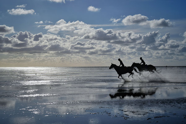 Pferde in der Nordsee, Cuxhaven 2020, Foto: Dirk Pagels, Fotograf in Teltow, Kleinmachnow, Stahnsdorf, Potsdam, Berlin, Bundes- Weltweit