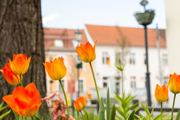 Tulpen vor dem Teltower Rathaus, Foto: Dirk Pagels, Fotograf in Teltow, Kleinmachnow, Stahnsdorf, Potsdam, Berlin, Bundes- Weltweit