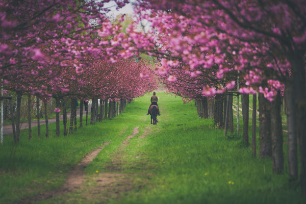 Eine Reiterin mit Pferd auf der Kirschblütenallee, Mauerweg, in Teltow, Foto: Dirk Pagels, Fotograf in Teltow, Kleinmachnow, Stahnsdorf, Potsdam, Berlin, Bundes- Weltweit