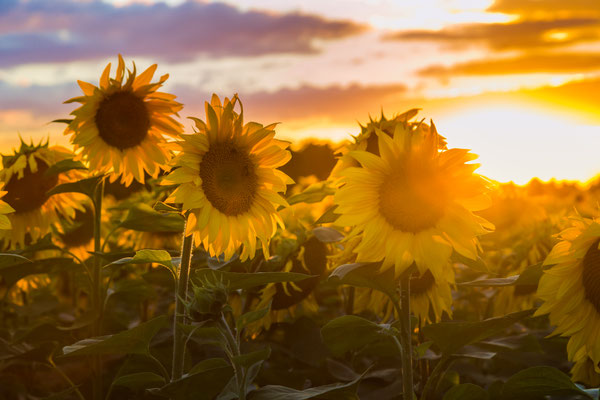 Sonnenblumen, Foto: Dirk Pagels, Fotograf in Teltow, Kleinmachnow, Stahnsdorf, Potsdam, Berlin, Bundes- Weltweit