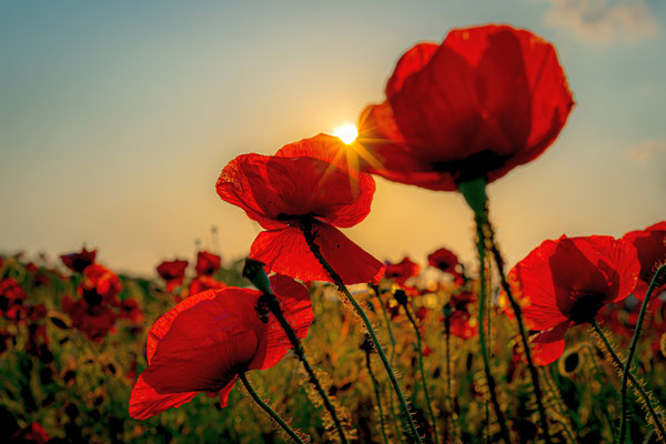 Mohnblumen im Sonnenuntergang, Foto: Dirk Pagels, Fotograf in Teltow, Kleinmachnow, Stahnsdorf, Potsdam, Berlin, Bundes- Weltweit