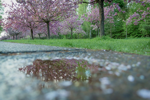 Kirschblütenallee in Teltow, Foto: Dirk Pagels, Fotograf in Teltow, Kleinmachnow, Stahnsdorf, Potsdam, Berlin, Bundes- Weltweit
