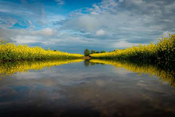 Der gespiegelte Raps, Foto: Dirk Pagels, Fotograf in Teltow, Kleinmachnow, Stahnsdorf, Potsdam, Berlin, Bundes- Weltweit