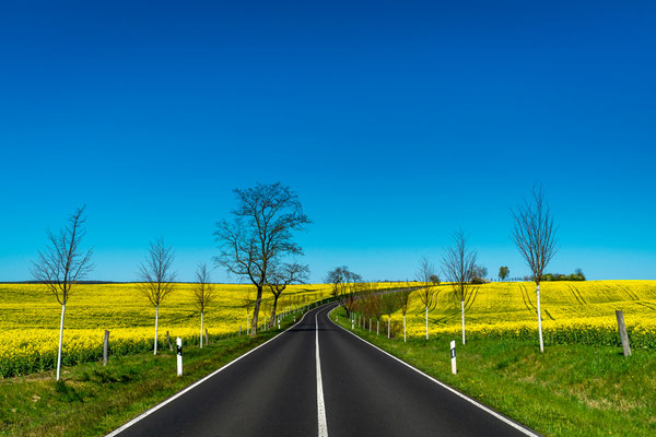 Eine Landstraße durch ein Rapsfeld im Oderbruch, Foto: Dirk Pagels, Fotograf in Teltow, Kleinmachnow, Stahnsdorf, Potsdam, Berlin, Bundes- Weltweit