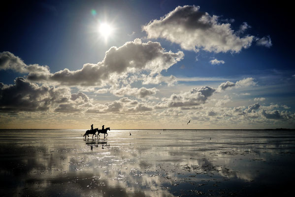 Pferde in der Nordsee, Cuxhaven 2020, Foto: Dirk Pagels, Fotograf in Teltow, Kleinmachnow, Stahnsdorf, Potsdam, Berlin, Bundes- Weltweit
