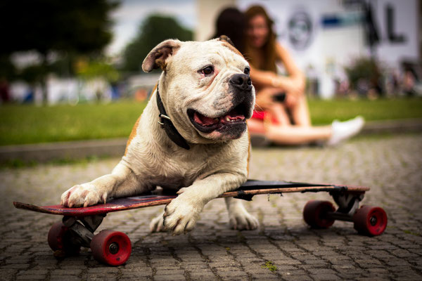 Ein Hund auf einem Skateboard vor dem Berliner Dom, Foto: Dirk Pagels, Fotograf in Teltow, Kleinmachnow, Stahnsdorf, Potsdam, Berlin, Bundes- Weltweit
