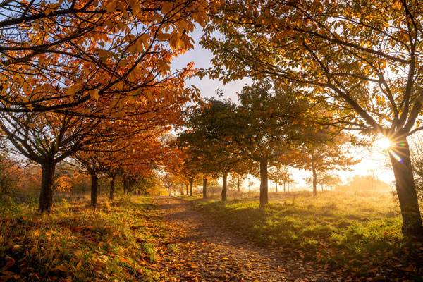 Herbst an der Kirschblütenallee Teltow 2021, Foto: Dirk Pagels, Fotograf in Teltow, Kleinmachnow, Stahnsdorf, Potsdam, Berlin, Bundes- Weltweit